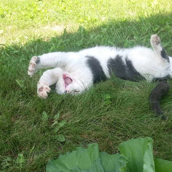 Meet your Posher, Noor - Picture 1 of 1